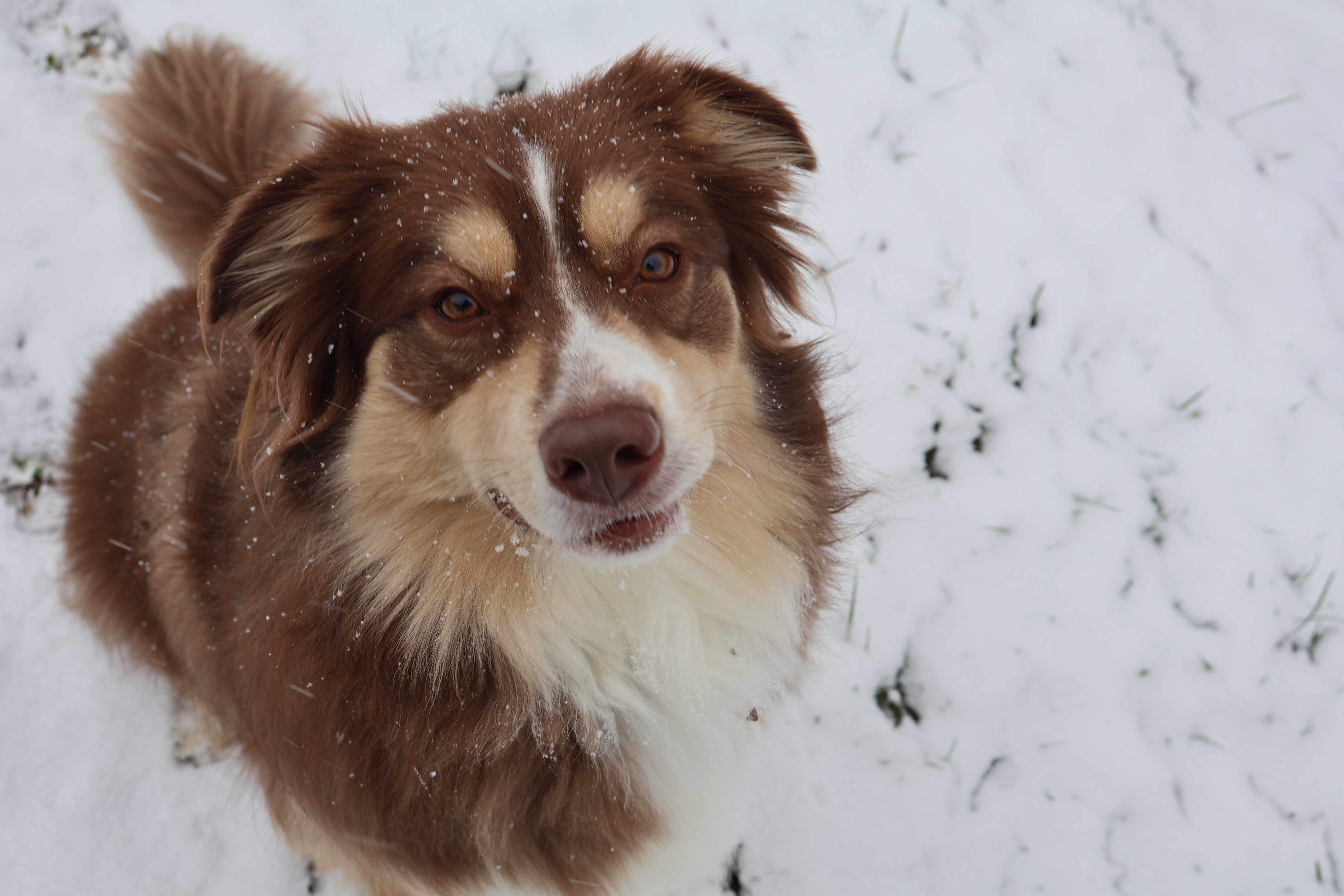 My dog Link in the snow
